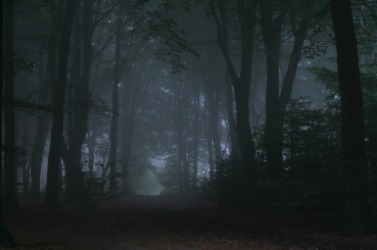 A road through a dark forest. A road through a dark forest.