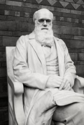 A statue of Charles Darwin. A statue of Charles Darwin.
