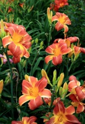 A group of beautiful day lilies. A group of beautiful day lilies.