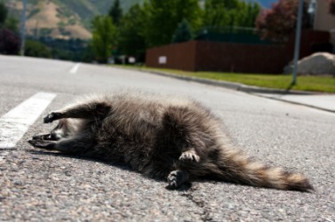 The demise of a raccoon The demise of a raccoon