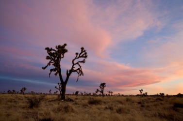 Sunset over the desert. Sunset over the desert.