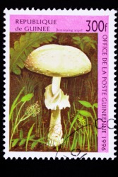 The destroying angel is depicted on a postage stamp. The destroying angel is depicted on a postage stamp.