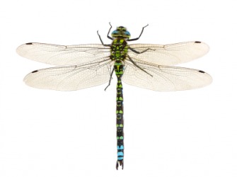 The dragonfly is sometimes called the devil's darning needle. The dragonfly is sometimes called the devil's darning needle.