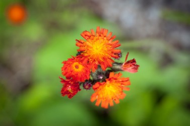 Devil's paintbrush is also called orange hawkweed. Devil's paintbrush is also called orange hawkweed.