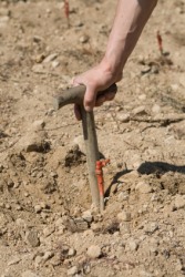 A gardener using a dibble or dibber. A gardener using a dibble or dibber.