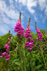 Digitalis, or foxglove flowers. Digitalis, or foxglove flowers.