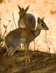 A pair of dik-diks. A pair of dik-diks.
