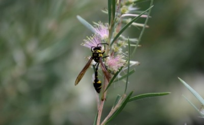 The dirt dauber or mud dauber wasp. The dirt dauber or mud dauber wasp.