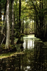 The Dismal Swamp. The Dismal Swamp.