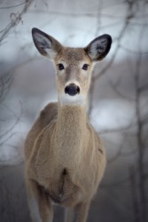 A female deer is a doe. A female deer is a doe.