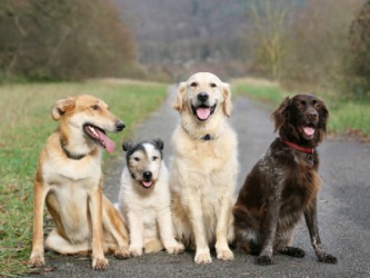 Four dogs of different breeds. Four dogs of different breeds.
