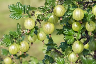 Gooseberries are also called dogberries. Gooseberries are also called dogberries.
