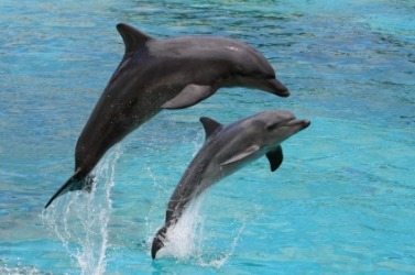A pair of dolphins. A pair of dolphins.