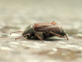 A close up of a dorbettle. A close up of a dorbettle.
