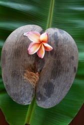The coco-de-mer or double coconut. The coco-de-mer or double coconut.