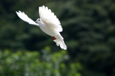 A dove in flight. A dove in flight.