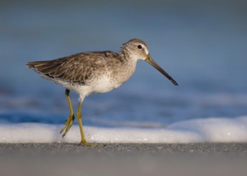 A dowitcher on the beach. A dowitcher on the beach.
