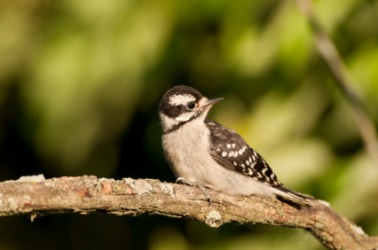 A young downy woodpecker. A young downy woodpecker.