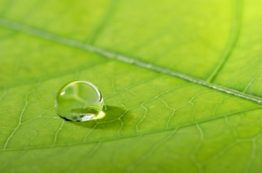 A drop of water sitting on a leaf. A drop of water sitting on a leaf.