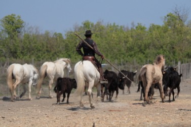 A drover with his cattle. A drover with his cattle.