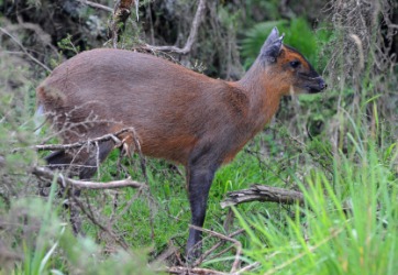 A duiker in Kenya. A duiker in Kenya.