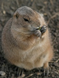 A dumpy little prairie dog. A dumpy little prairie dog.