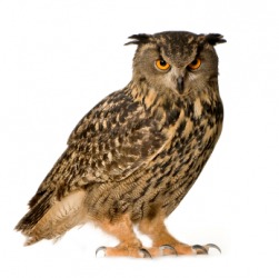 An eagle owl. An eagle owl.