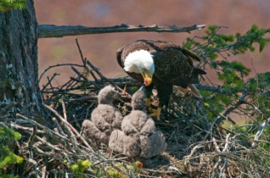 A mother eagle with her eaglets. A mother eagle with her eaglets.