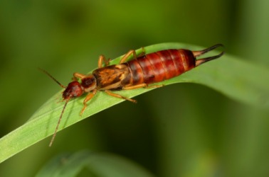 An earwig on a leaf. An earwig on a leaf.