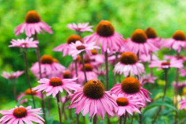 A field of echinacea or coneflowers. A field of echinacea or coneflowers.