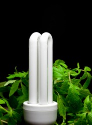 This compact fluorescent lightbulb is more economical than a regular lightbulb. This compact fluorescent lightbulb is more economical than a regular lightbulb.
