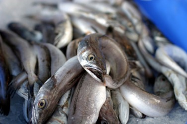 Fresh eels at a market. Fresh eels at a market.