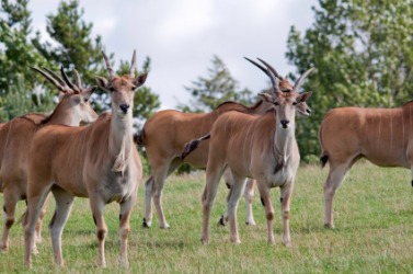 A group of elands. A group of elands.