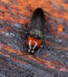 The click beetle is an elaterid. The click beetle is an elaterid.