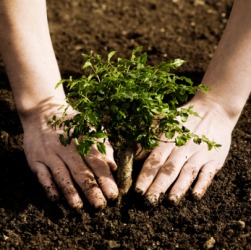 A new tree embedded in the earth. A new tree embedded in the earth.