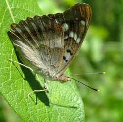 A close up of an emperor butterfly. A close up of an emperor butterfly.
