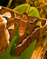 An example of an emperor moth. An example of an emperor moth.