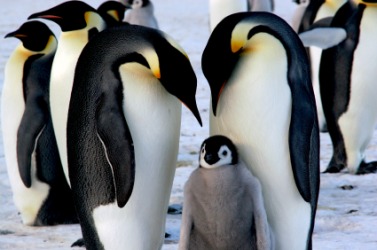 A pair of emperor penguins and their chick. A pair of emperor penguins and their chick.