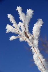 A branch encrusted with frost. A branch encrusted with frost.