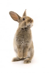 Warm-blooded animals, like this rabbit, are endothermic animals. Warm-blooded animals, like this rabbit, are endothermic animals.