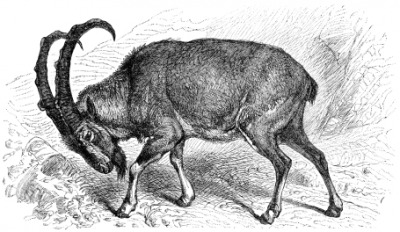 An engraving of a wild goat. An engraving of a wild goat.