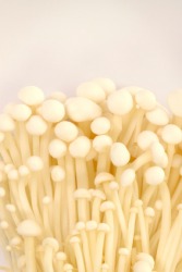 A bunch of enoki mushrooms. A bunch of enoki mushrooms.
