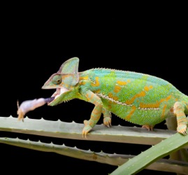 The chameleon is entomophagous. The chameleon is entomophagous.