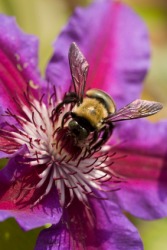 This purple flower is entomophilous. This purple flower is entomophilous.