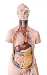 A model of a human torso revealing the entrails. A model of a human torso revealing the entrails.