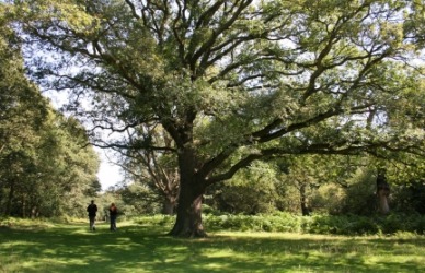 Two people walking in the Epping Forest. Two people walking in the Epping Forest.