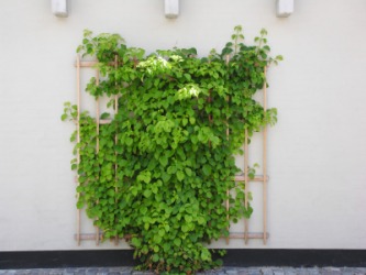 Vines growing on an espalier. Vines growing on an espalier.