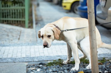 Dog poop is excrement. Dog poop is excrement.