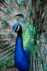 The peacock displays his feathers in an act of exhibitionism. The peacock displays his feathers in an act of exhibitionism.