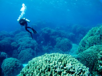 A diver engaged in the exploration of the sea. A diver engaged in the exploration of the sea.